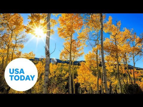 Beautiful foliage appears across the country as fall takes shape | USA TODAY