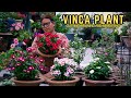 How to grow vinca plant a stepbystep guide i sadabahar plant pruning fertilizer and care