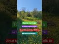 #Toprak #doğa #ağaçlar #bitkitürleri #keşfet ##viral #trending #viralvideo #funny #fyp
