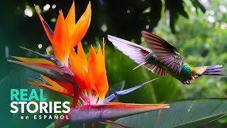 La Belleza Natural De La Jamaica Rural | Documental Naturaleza 4K