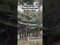 EXPLORE VILA DALAM HUTAN #alampedesaan #village #rural #short