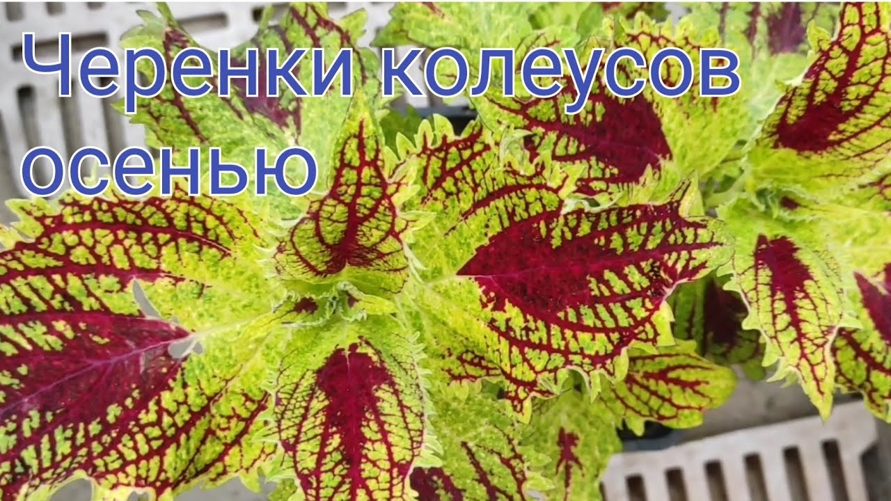  Часть I Сорта колеусов, которые будут зимовать в этом сезоне 2025/2026