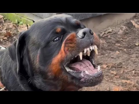 هى الكلاب بتهوهو ليه يا جدعان