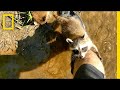 Adorable Raccoon Babies Make Human Friend | National Geographic