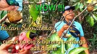 EDAN‼️CUCAK IJO BIG BIKIN GEMETAR‼️ TERNYATA HUTAN INI BANYAK DI HUNI BURUNG BERHARGA