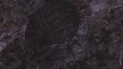 The Dawn of the Net - animation 2