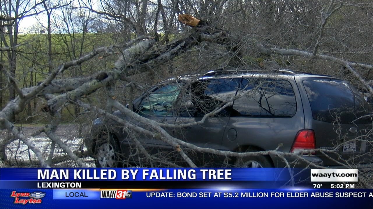 Man Killed by Falling Tree (Xavier 5pm) - YouTube