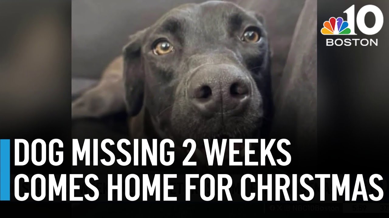 Dog survives 2 weeks alone after injury, returns to RI home in time for ...
