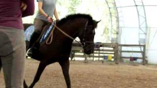 Habitat for Horses - Woody
