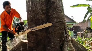 A hundrets year old breadfruit tree cutting.