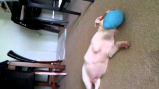 My Amstaff Puppy Pj 4Months Old Playing