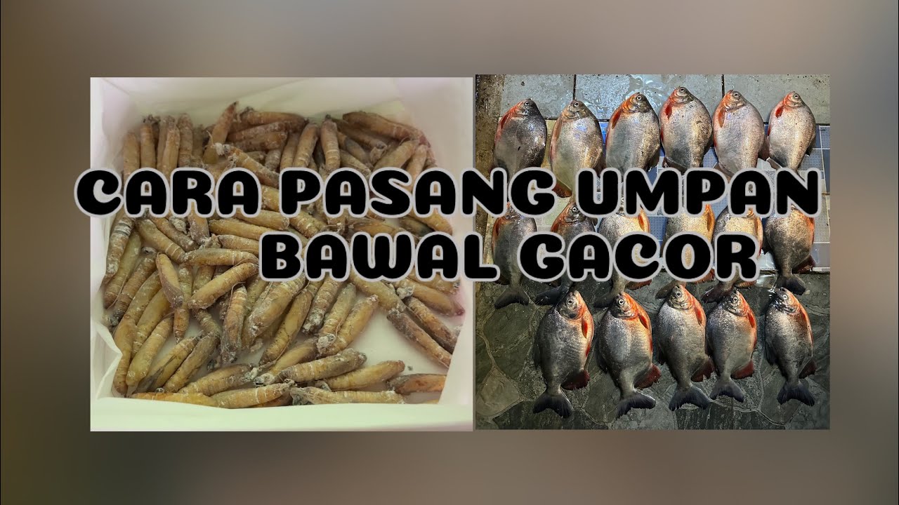 KEPOMPONG UMPAN BAWAL PALING GACOR dan cara pasangnya