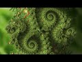 Christmas Tree 2022 - A Mandelbrot Fractal Zoom