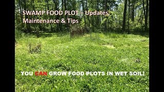 Today we did a little work back in our swamp food plot. this video,
outline planting techniques, plot shape, creating soft edge, adding
drai...