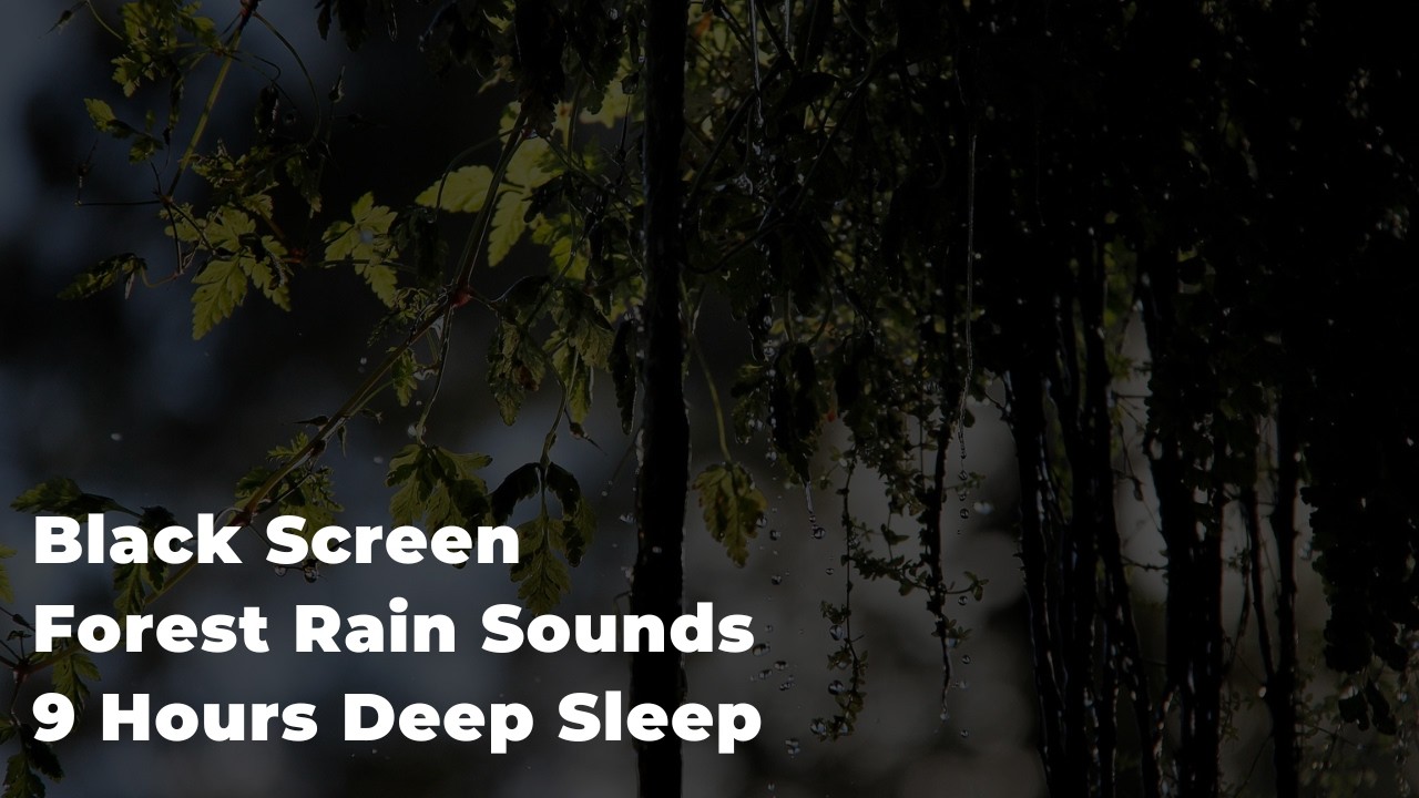 Forest Rain with Soft Birds Sounds 🌧️ 9 Hours Black Screen | Peaceful Nature Ambience