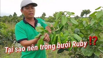 Bưởi Ruby 8 tháng tuổi phát triển như thế nào 💥Trung Tâm Cây Giống💥[ Zalo : 0345679887 ]