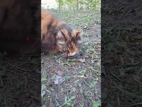 Кошка Сара с