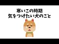 寒い時期に愛犬の健康を守るコツ3選
