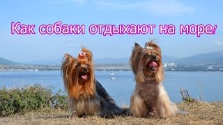 Как собаки отдыхают на море 2015 Как собаки отдыхают на море 2015