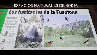 La Fuentona de Muriel y el Sabinar de Calatañazor- FEBRERO 2023