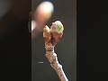 3月中旬、つぼみが膨らんできたマグカップ桜ミニ盆栽 #bonsai #盆栽 #春 #spring