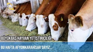 Büyükbaş Hayvan Yetiştiriciliği - Beni̇m Memleket