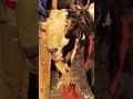 Deonar Bakra Mandi 2026 Latest Cinematic Reel