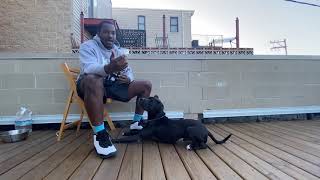 How to Train a dog to Wear a Muzzle (phase 1)