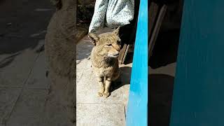 spending time with &#39;chyakemyake&#39; cats #shorts