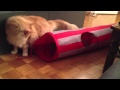 Maine Coon and Devon Rex cats playing with a tunnel の動画、YouTube動画。