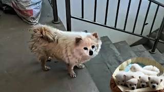 "Ayúdanos", me siguió exhausta, embarazada de 7 hijos, pidiendo ayuda