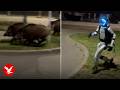 Humanoid robot chases wild boars across Poland parking lot