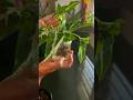 Got some cuttings of syngonium velvet and try growing it in water 🍀🤘🏻 #growsomething #indoorplant