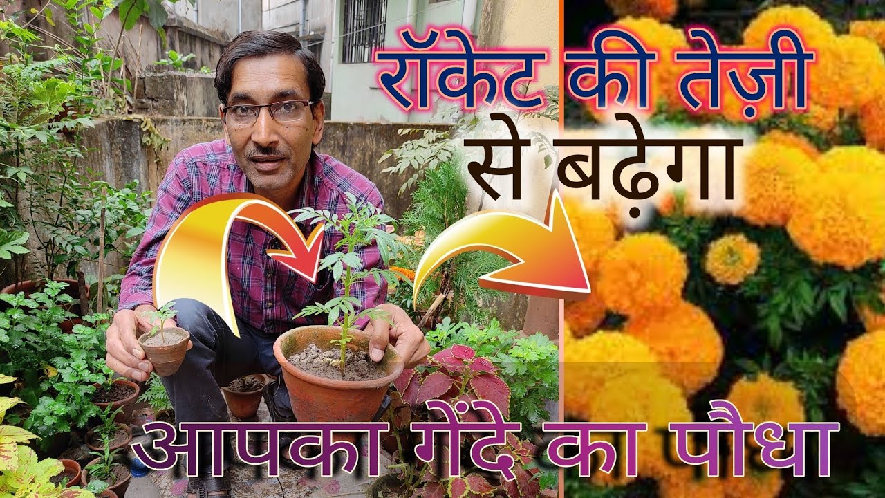 इस तरह से रॉकेट की तेजी से बढ़ेगा आपका गेंदा , एकबार आजमा के देखें / Fastest growing of Marigold