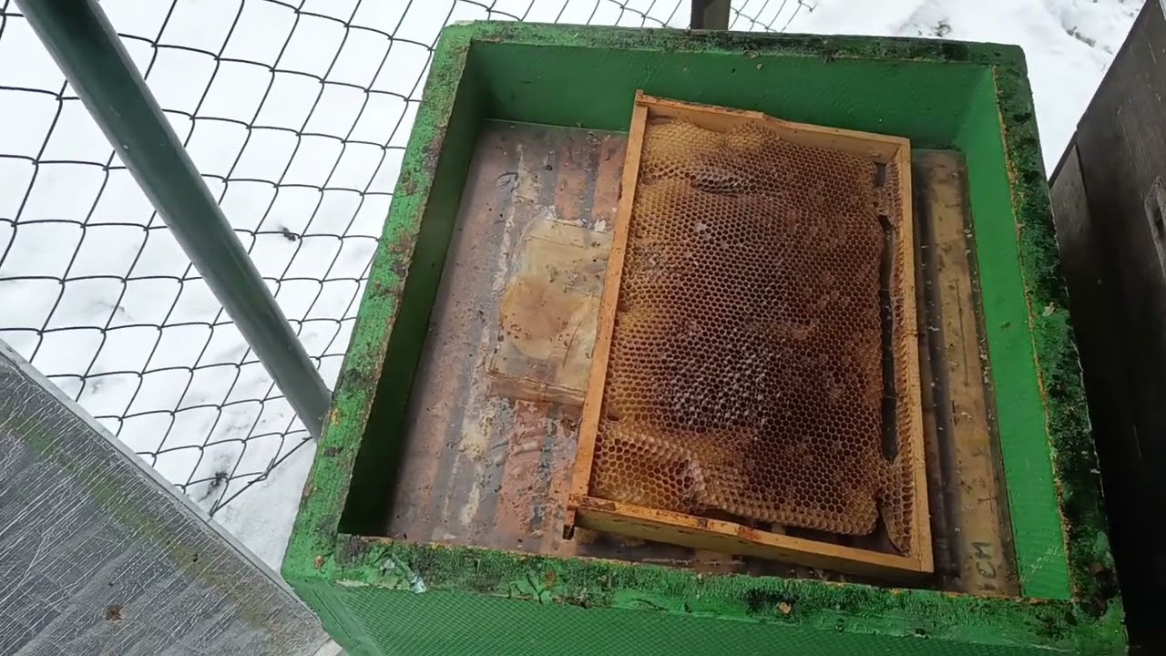 Oddělek včel který zachraňuji již nějakou dobu komorováním a přikrmováním, je stále OK.