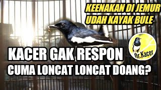 KACER SENANG DI JEMUR? & SUKA LONCAT LONCAT SAAT DENGAR SUARA KACER LAIN? | DR KACER MENJAWAB
