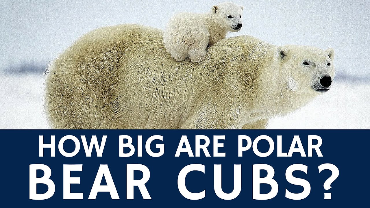 How Big Are Polar Bear Cubs Fun Animal Facts For Everyone YouTube How Big Are Polar Bear Cubs Fun Animal Facts For Everyone YouTube
