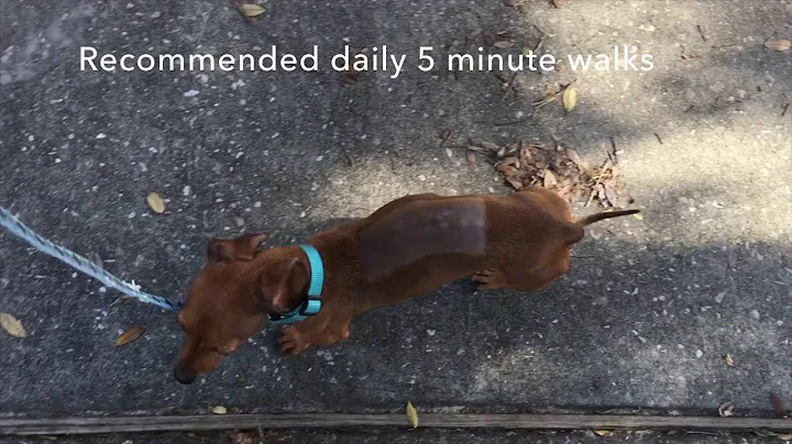 Cindy, Dachshund with IVDD, Documentary of her rec...