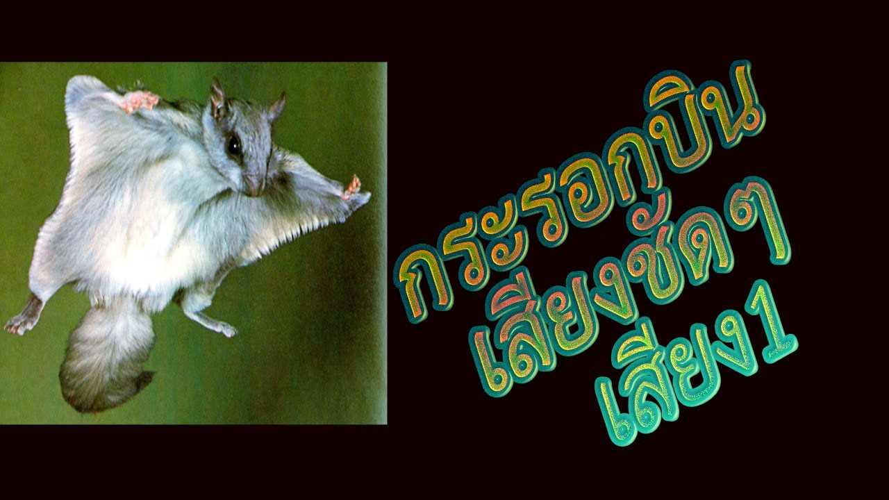 กระรอกบิน Flying Squirrel chirping 2021 เสียงชัด 100%