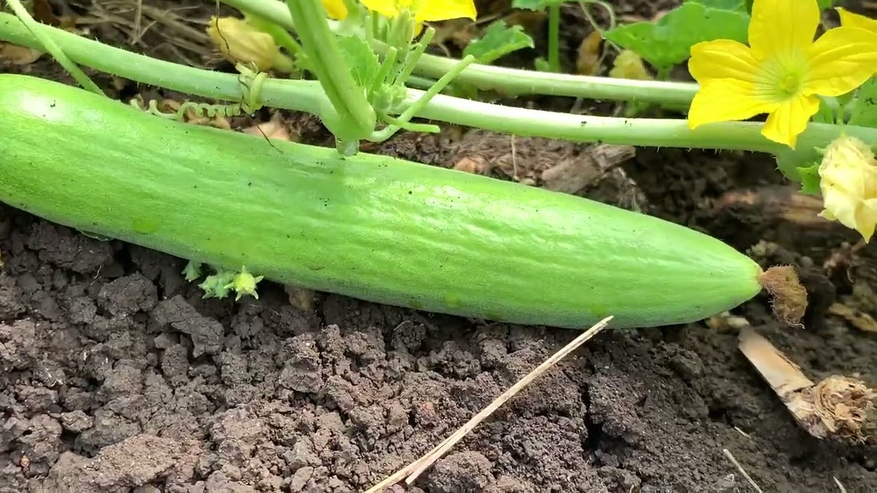 SCT वैदिक काकडी🥒8 गुंठ्यांत 80 किलो तोडा💪रोज 3 हजार आरामात🥳तोडायला आवरेना म्हणून प्रॉडक्ट थांबवले😅