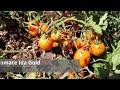 Une super tomate prcoce au potager