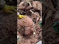 10 Pound Hornet Nest Cut Open by Beekeeper #shorts #nature