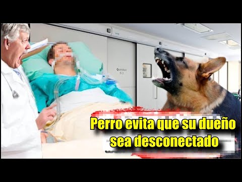 Video: El perro paralizado fue abandonado, pero luego sucedió un milagro (legítimo)