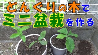 【Bonsai】どんぐりの木でミニ盆栽を作る～種が発芽したので鉢へ植え替えます