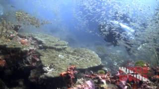 Similan Diving - North Point dive site