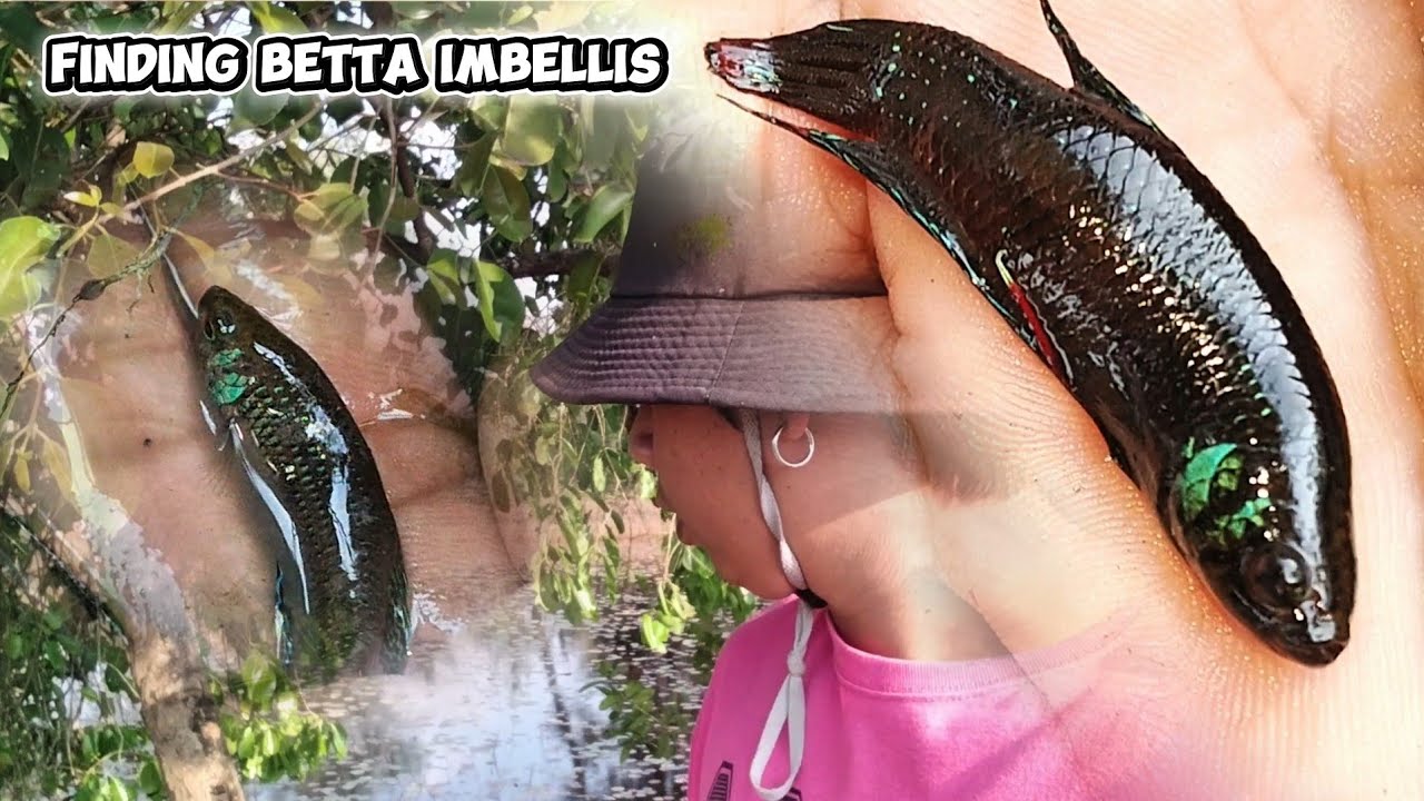 រកត្រីក្រឹមព្រៃ អណ្តូងបុរាណ 