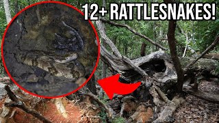 Hollow Log FULL of Rattlesnakes! Baby Rattlesnake Season in Georgia