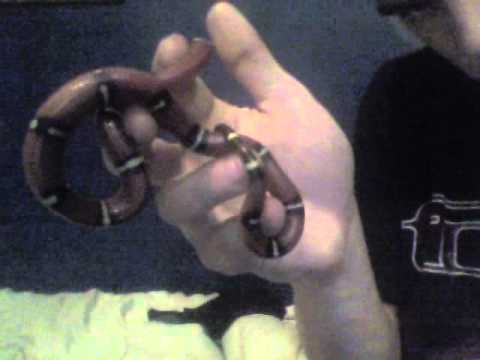 Stover's Snakes Ep.8 1-23-2011 KC reptile show- Si...