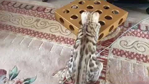 Watch the video about Snow mink Bengal Cats LaVieAnge Cattery of Bengal Cats