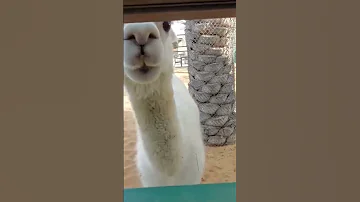 Lama Lama Short Subscribe 